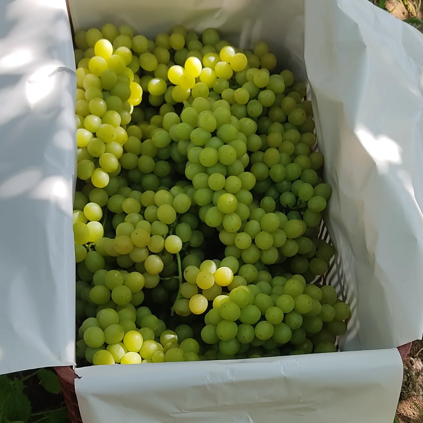 Agro Lima